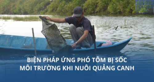 Biện pháp ứng phó tôm bị sốc môi trường khi nuôi quảng canh